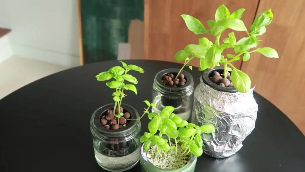 Basil