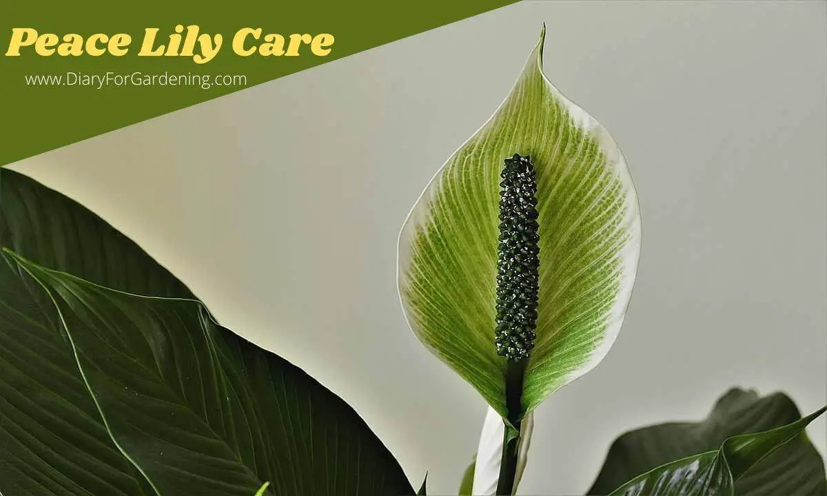 7 Tips to Peace Lily Care Indoor || How to Grow & Bloom Them- [Complete Guide]
