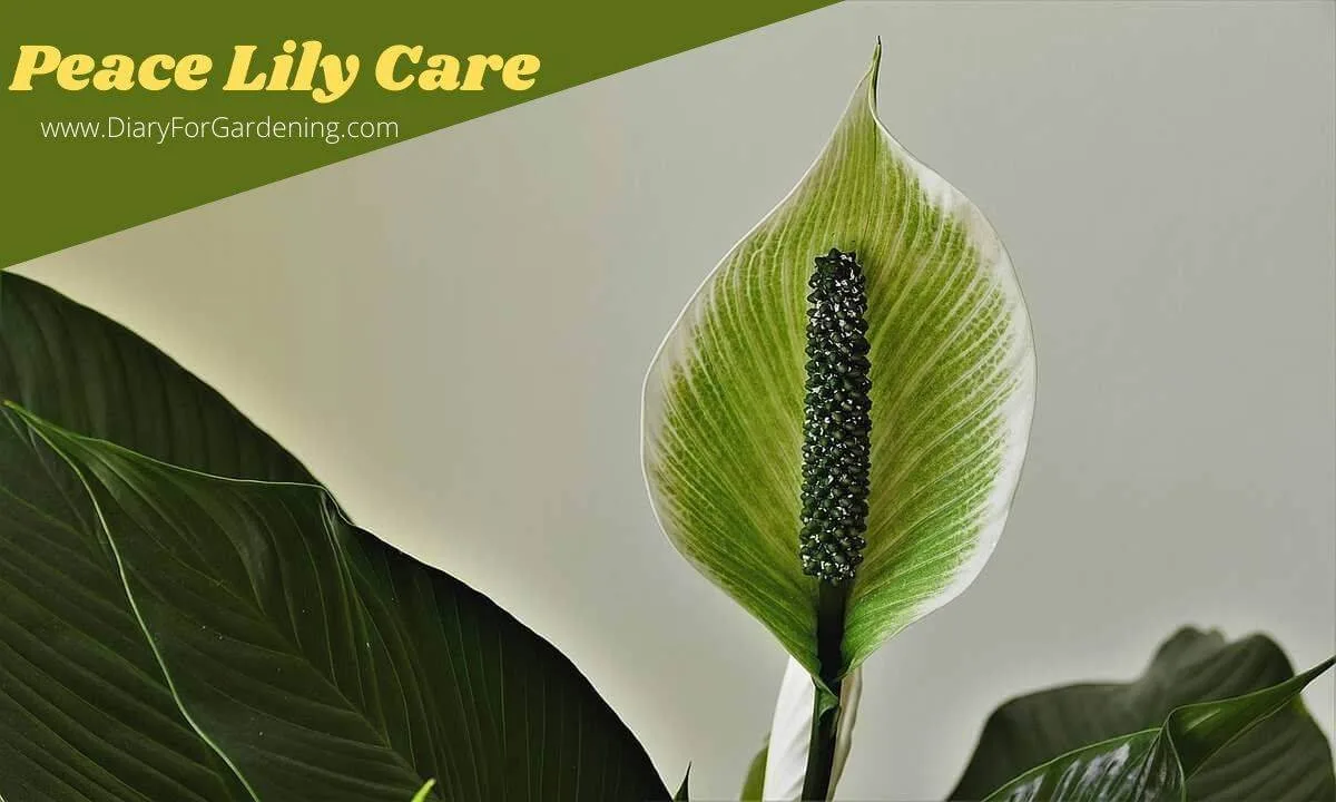 peace lily care