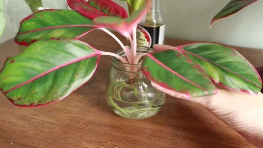 aglaonema red siam