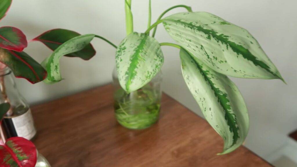 Aglaonema silver bay