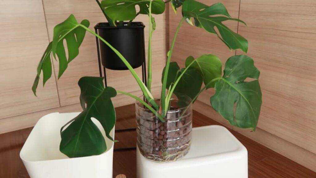 monstera deliciosa