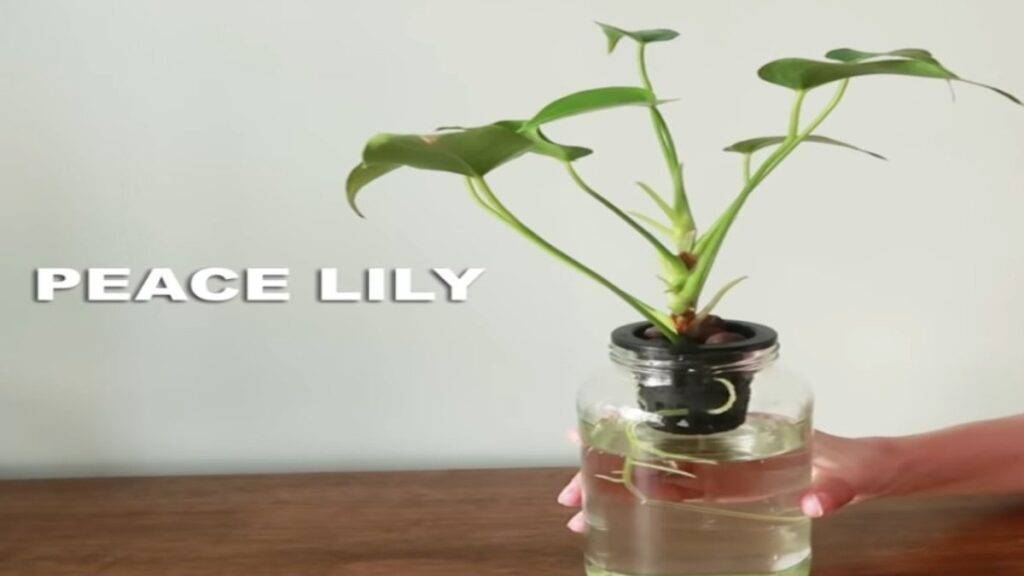 Peace lily