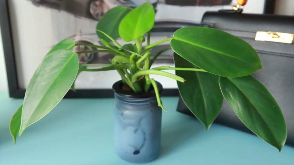 philodendron wend imbe