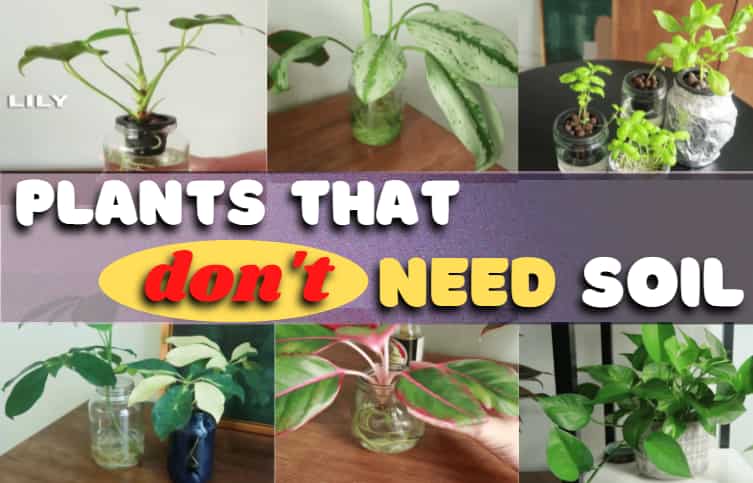 9 Easy-growing indoor plants you can grow without soil- [in water medium]