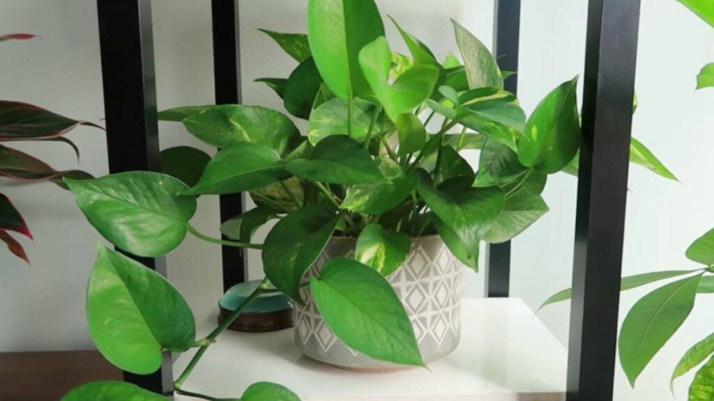 pothos devil's ivy