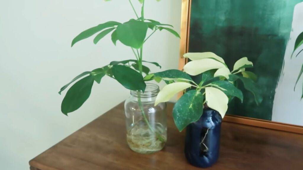 umbrella plant