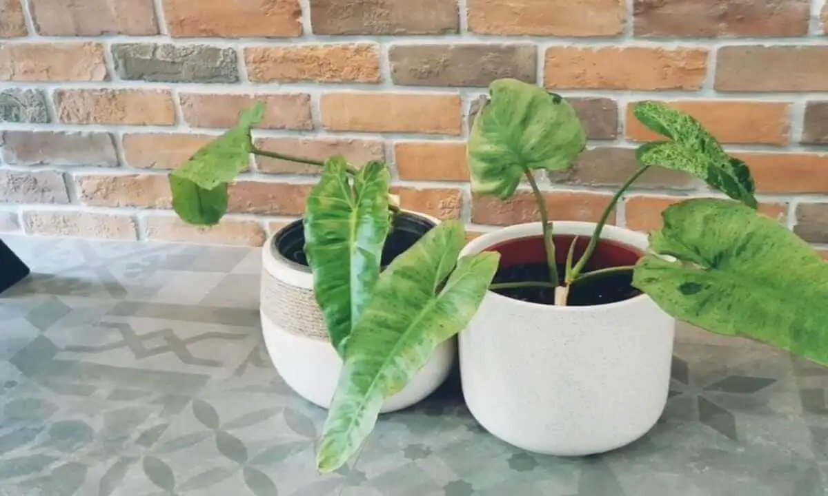 How to care for Philodendron paraiso verde [A Complete guide]