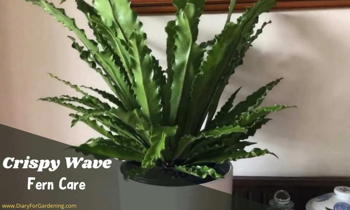 crispy wave fern care