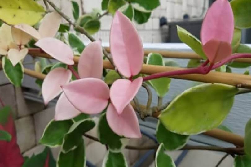 Hoya Carnosa Krimson Queen leaves