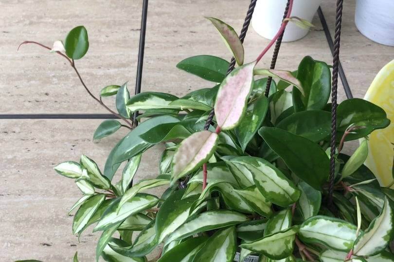 hoya krimson princess leaves