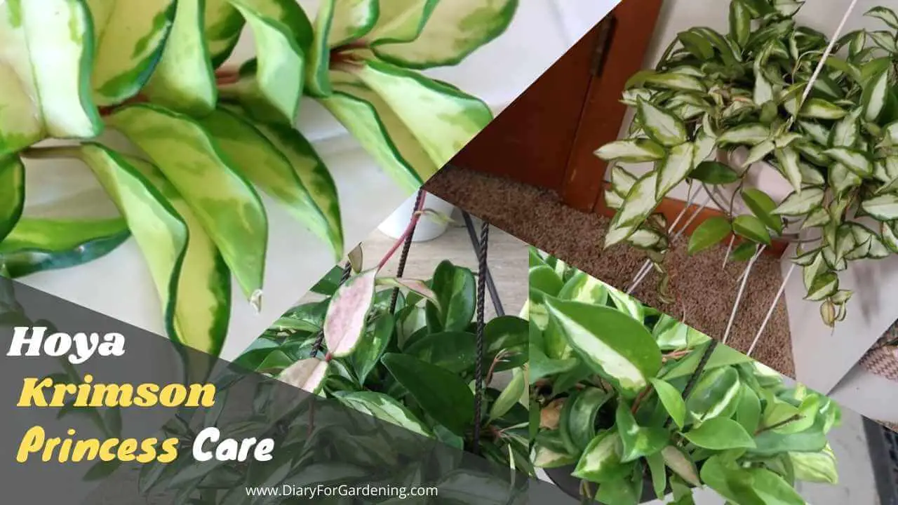 Hoya Krimson Princess Care – Save your dying plant