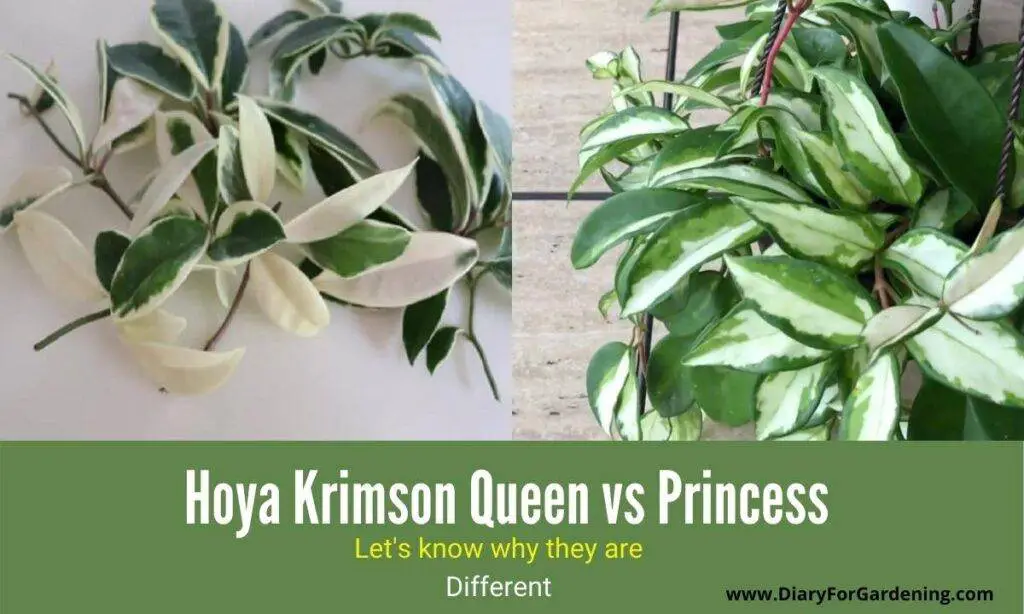 hoya krimson queen vs princess