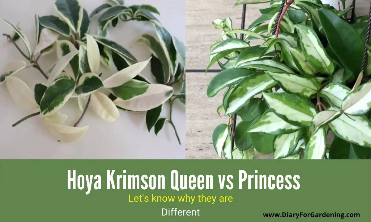 Difference between Hoya Krimson Queen vs Princess [Identify correctly]