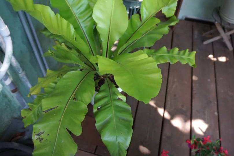 crispy wave fern leaves