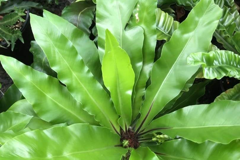 crispy wave fern watering