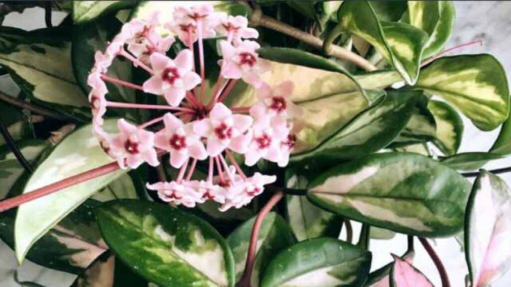 hoya krimson princess flower