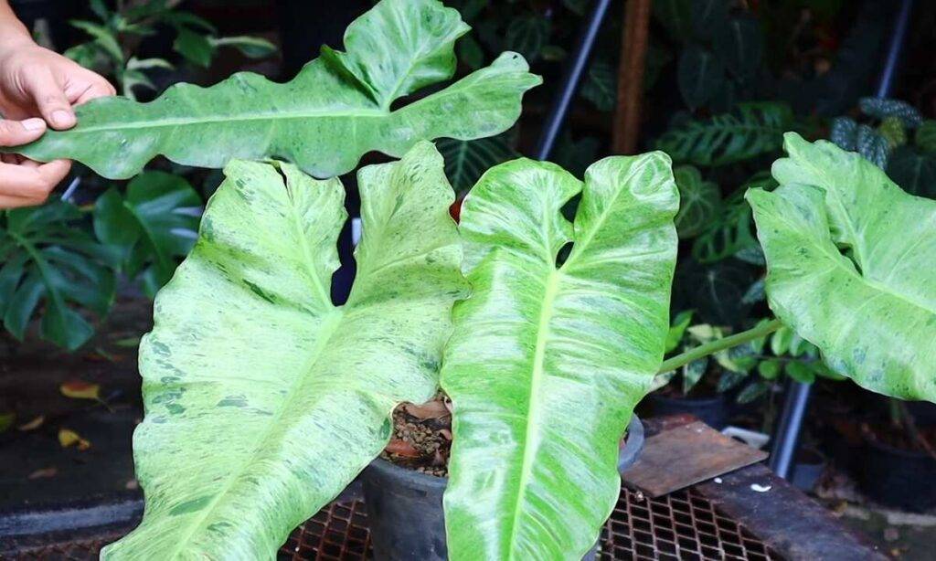 philodendron paraiso verde leaves