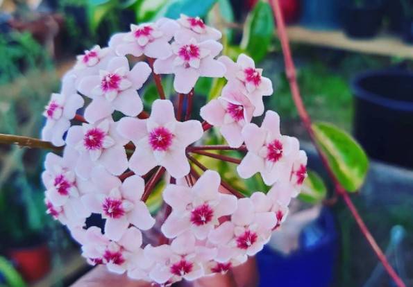 Hoya Krimson Princess Flower