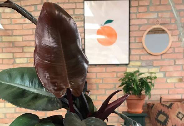 Philodendron Black Cardinal Leaves