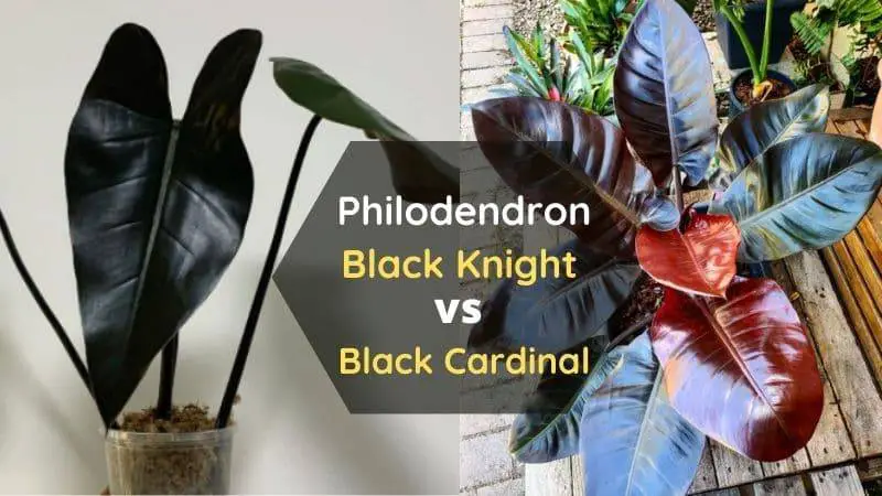 Differences & Similarities of Philodendron Black Knight & Black Cardinal