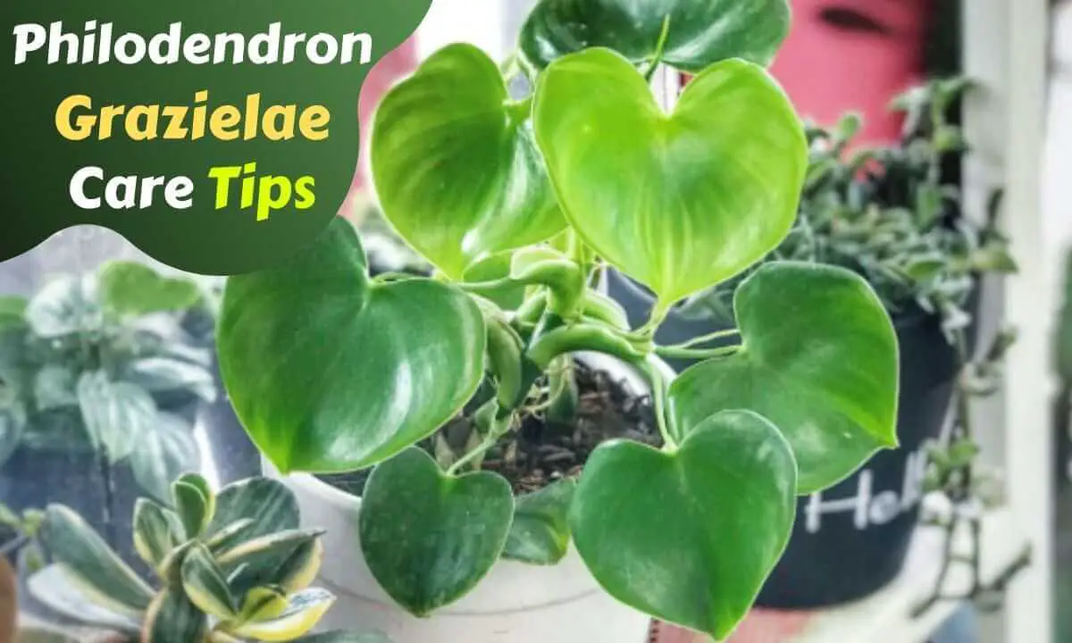 9 steps care for Philodendron Grazielae – Get Healthy Grazielae