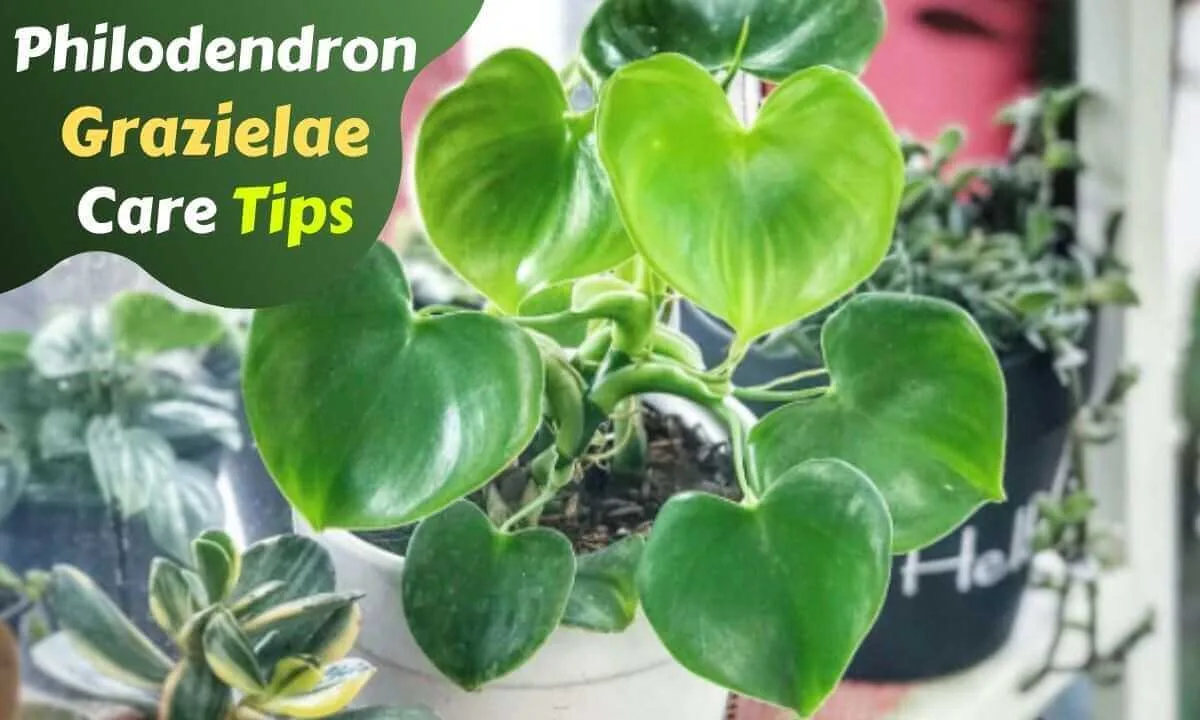 philodendron grazielae care