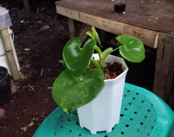 philodendron grazielae repotting