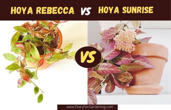 Differences & Similarities Between Hoya Rebecca & Hoya Sunrise [!Explained]
