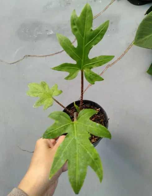 Alocasia Brancifolia