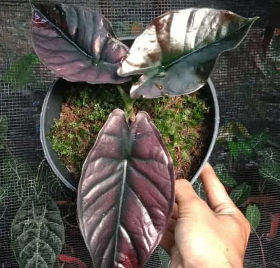 Alocasia Infernalis