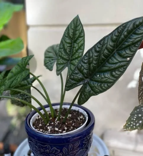 Alocasia Scalprum