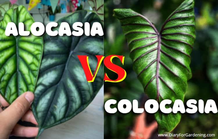Alocasia vs Colocasia? Differences & Similarities to identify