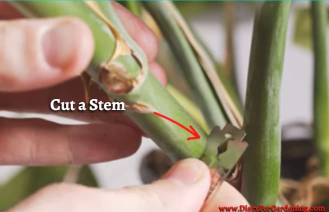 Cut a Stem