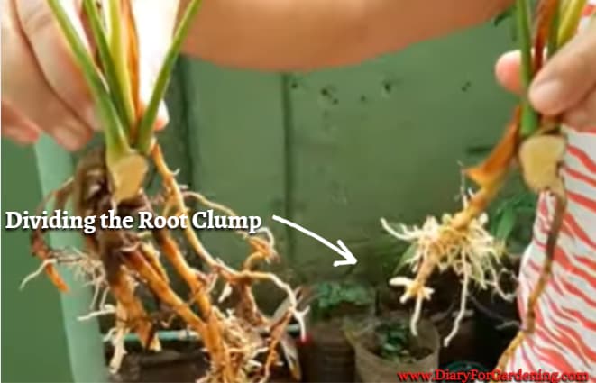 Dividing the Root Clump