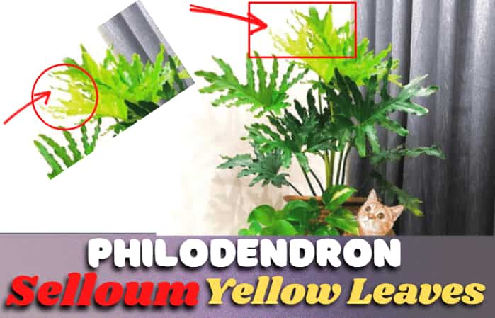 Why are Philodendron Selloum Leaves Turning Yellow? [!Solved Finally]