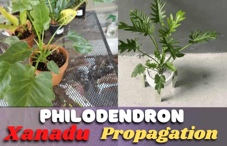 How to Propagate Philodendron Xanadu [Stem Cutting & Root Division] [!EXPLAINED]