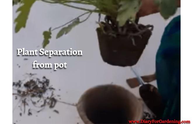 Plant Separation from Pot