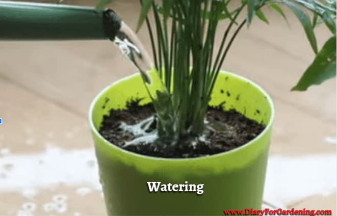 Watering after Repotting