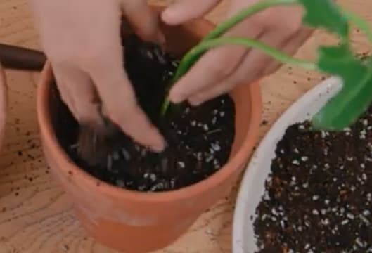 Cover plant part with soil