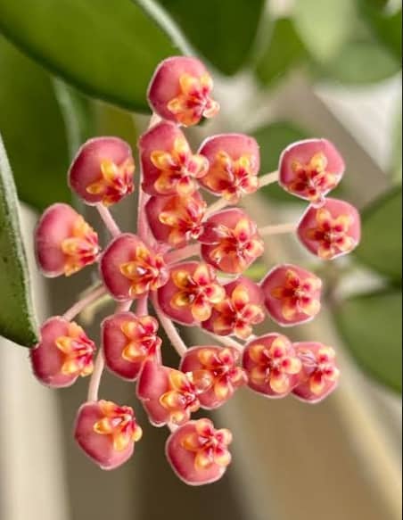 Hoya Bilobata Flower