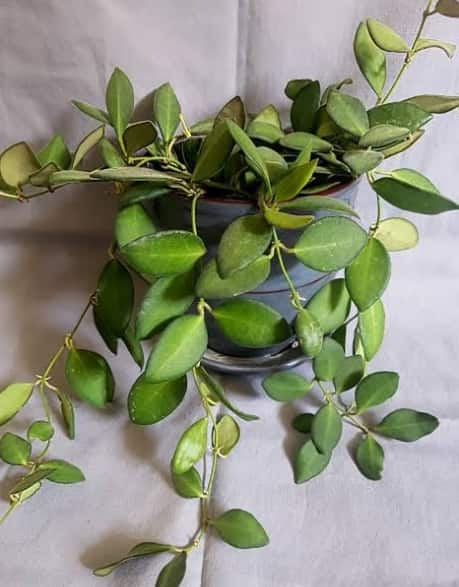 Hoya Bilobata Leaf