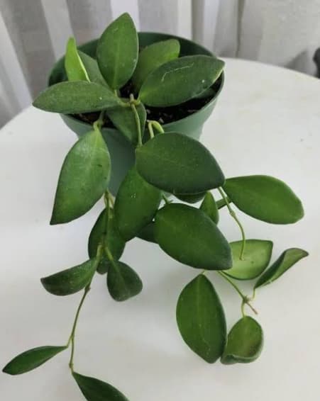 Hoya Bilobata Stem