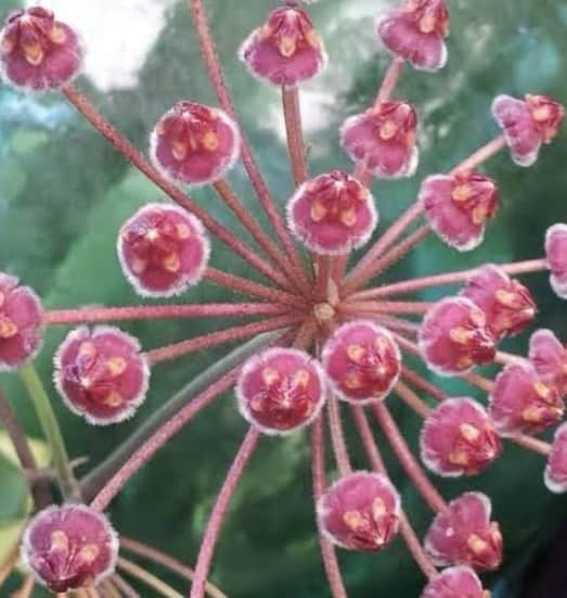 Hoya Butoniae Flower