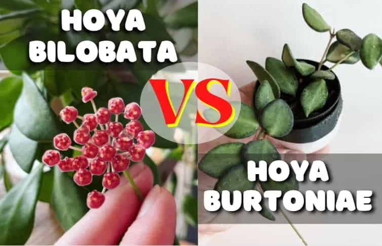 Hoya Burtoniae vs Bilobata