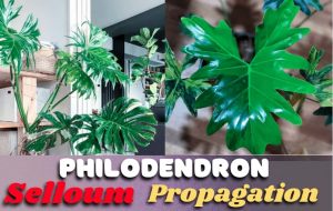 Philodendron Selloum Propagation