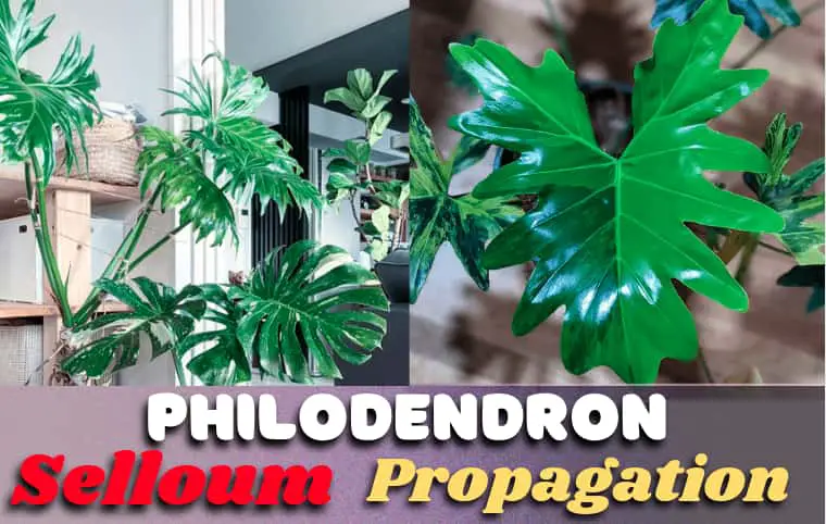 Philodendron Selloum Propagation [Root & Stem Cutting- Over the shoulder guide]