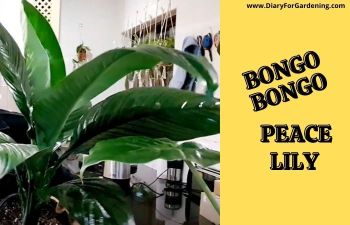 Bongo Bongo Peace Lily
