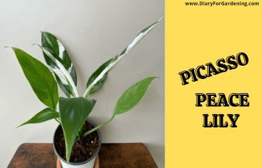 Picasso Peace Lily