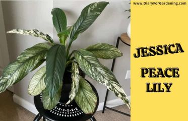 Peace Lily Jessica